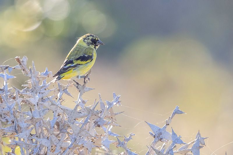 птицы, уругвай Чижикphoto preview