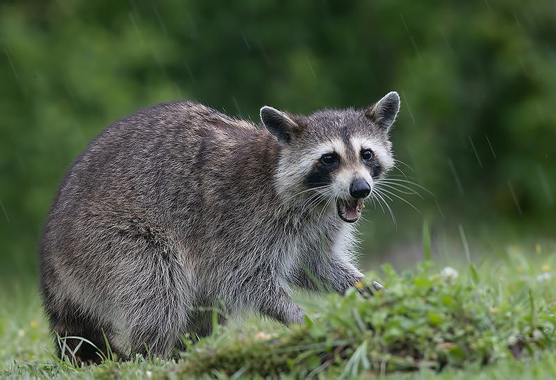 енот обыкновенный, енот-полоскун, raccoon, енот, дикие животные, животные, animals Енот-полоскун -Raccoonphoto preview