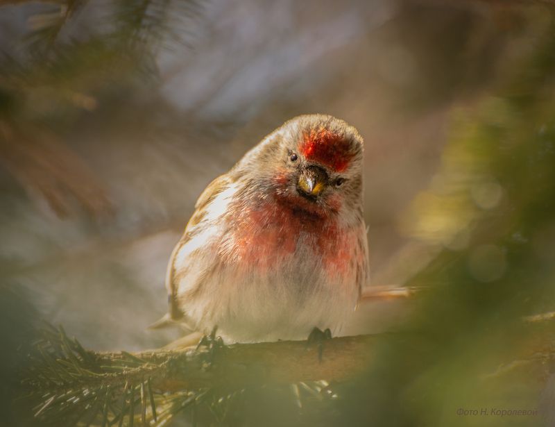 Птицы чечётка Чечеткаphoto preview