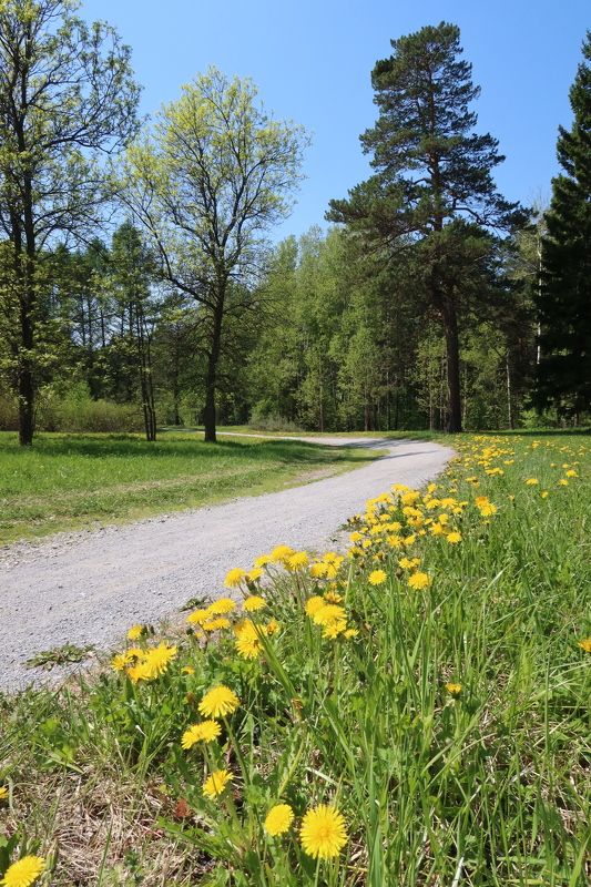 природа,одуванчики,деревья,дорога Одуванчики вдоль дороги фото превью