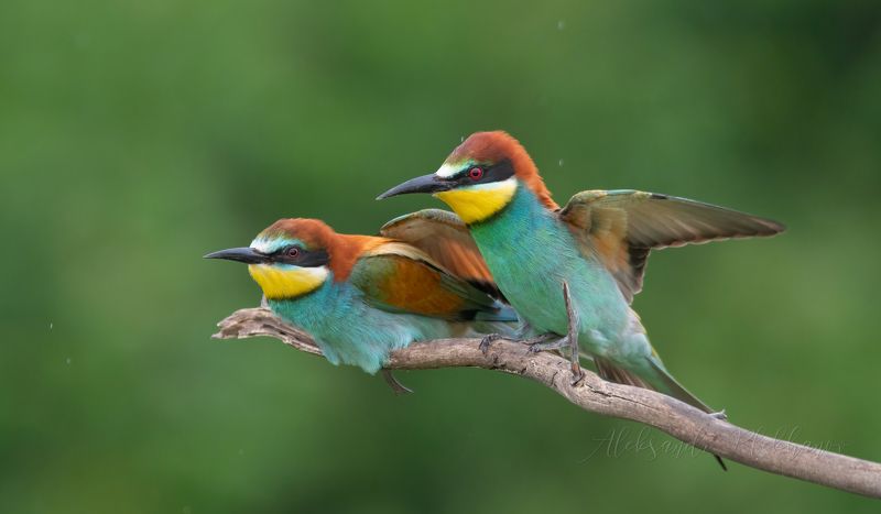 фотоохота , щурки_золотистые , дождь , птицы , природа , утро , wildlife , фото_птиц , european_bee-eater Под крыломphoto preview