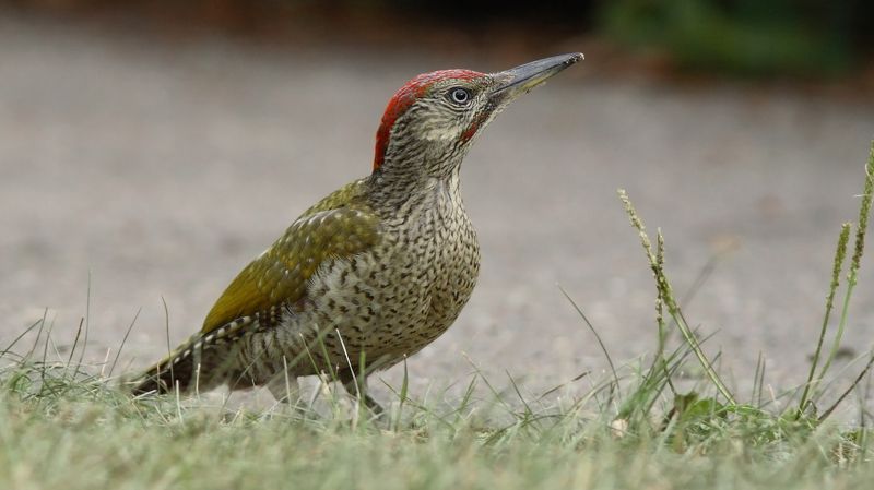зелёный дятел, дятел, picus viridis, green woodpecker, woodpecker Молодой зелёный дятелphoto preview