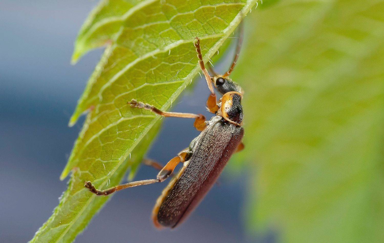 насекомые, жуки, мягкотелка бурая, растения, макро, лето, Широких Александр