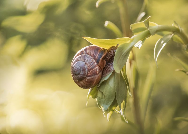 улитка, цветок, укрытие, snail, flower, macro, cover, Под прикрытием/ Under coverphoto preview