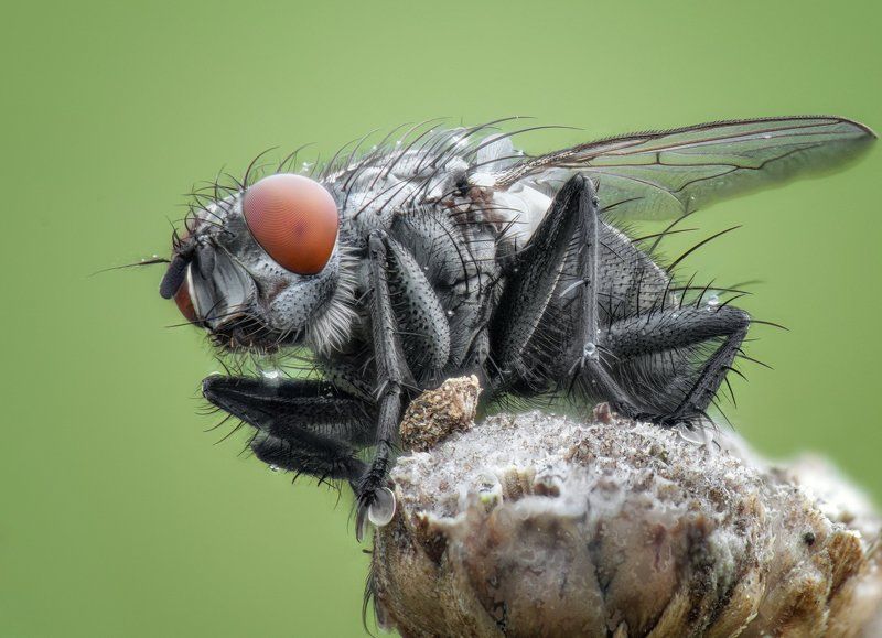 муха Мухаphoto preview