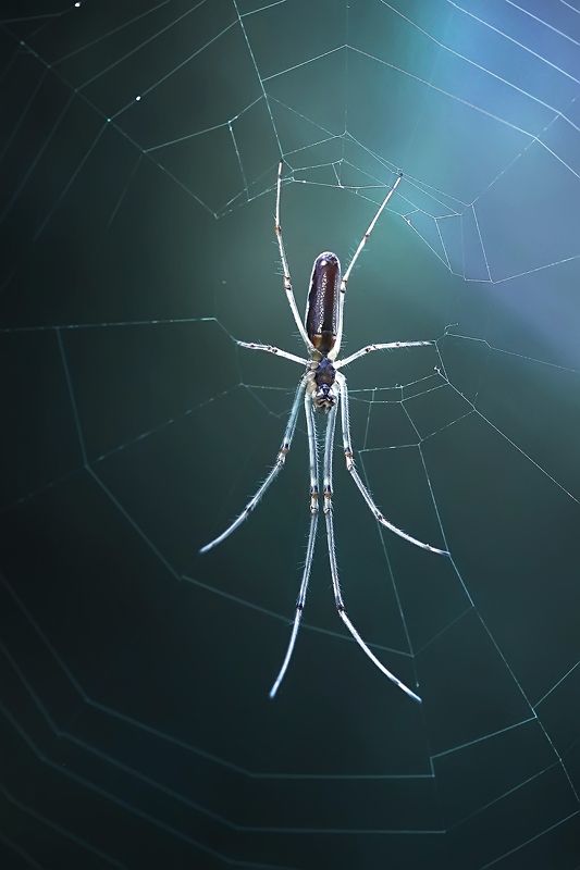 макро, паук, насекомое, паутина, лето, лес photo preview