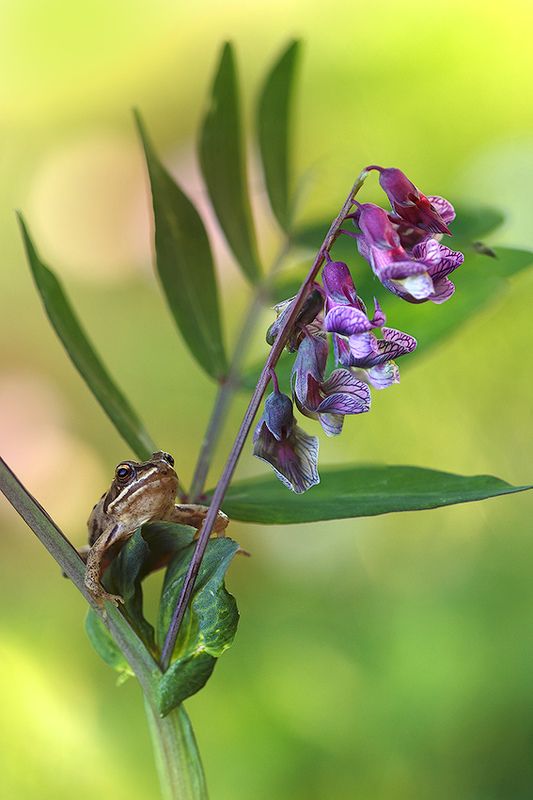 Высматривая принца фото превью