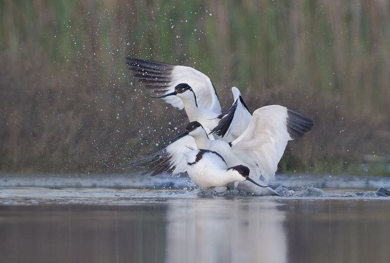Шилоклювкиphoto preview