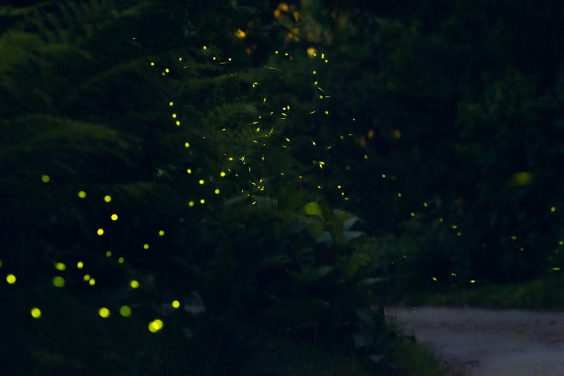 светлячки, кобулети, грузия, батуми, фотография, пейзаж, лес, ночь, сказка, романтика, магия, путешествия, canon, nigth, fairytale, travel,georgia, Сказочный лесphoto preview