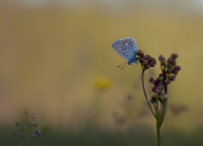 бабочка # лето # на закате ***photo preview