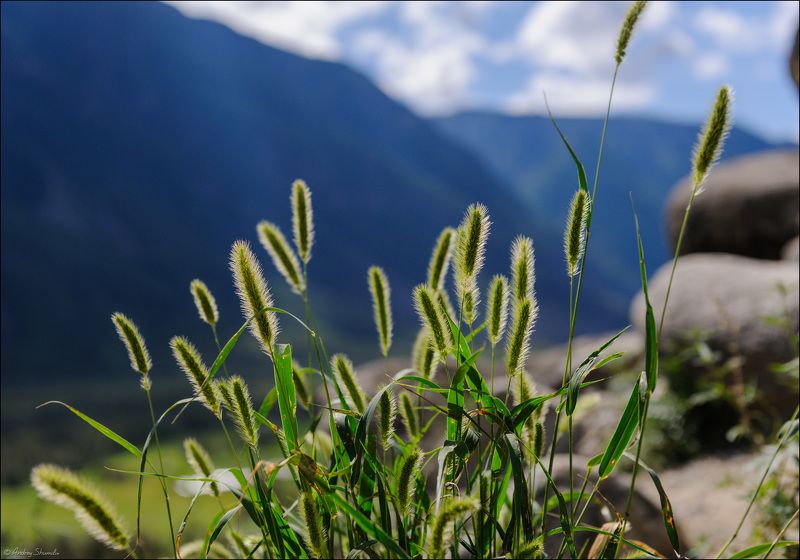 горный алтай, чулышман В долине Чулышманаphoto preview