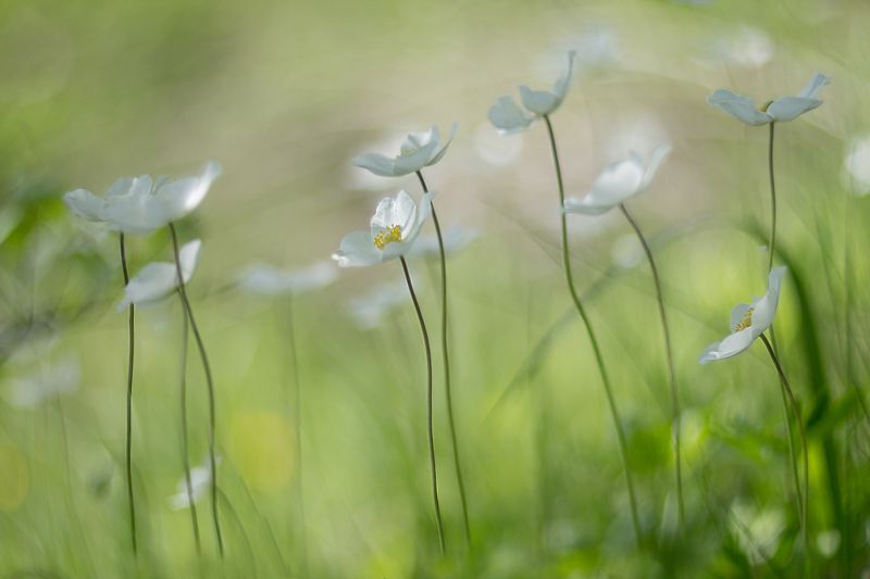 Ветреные девчонкиphoto preview
