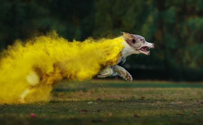 狗 宠物 动物 运动  冲刺photo preview