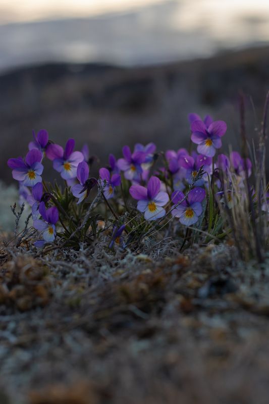 На рассветеphoto preview