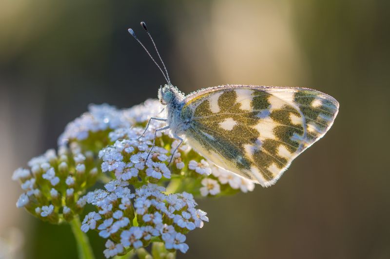 Встречая новый деньphoto preview