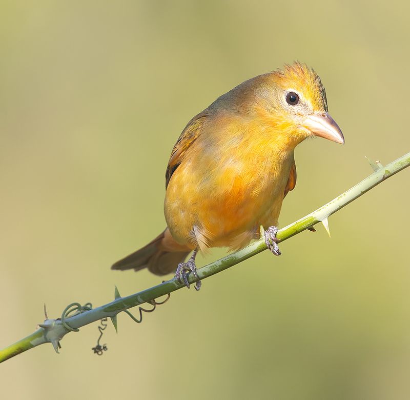 summer tanager, алая пиранга, cardinal,  весна Summer tanager, female - Алая пиранга, самкаphoto preview
