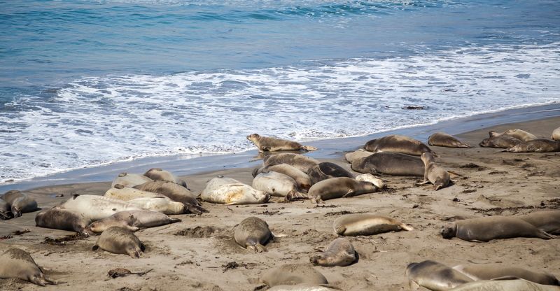 california, coast Elephant Seal Vista Pointphoto preview