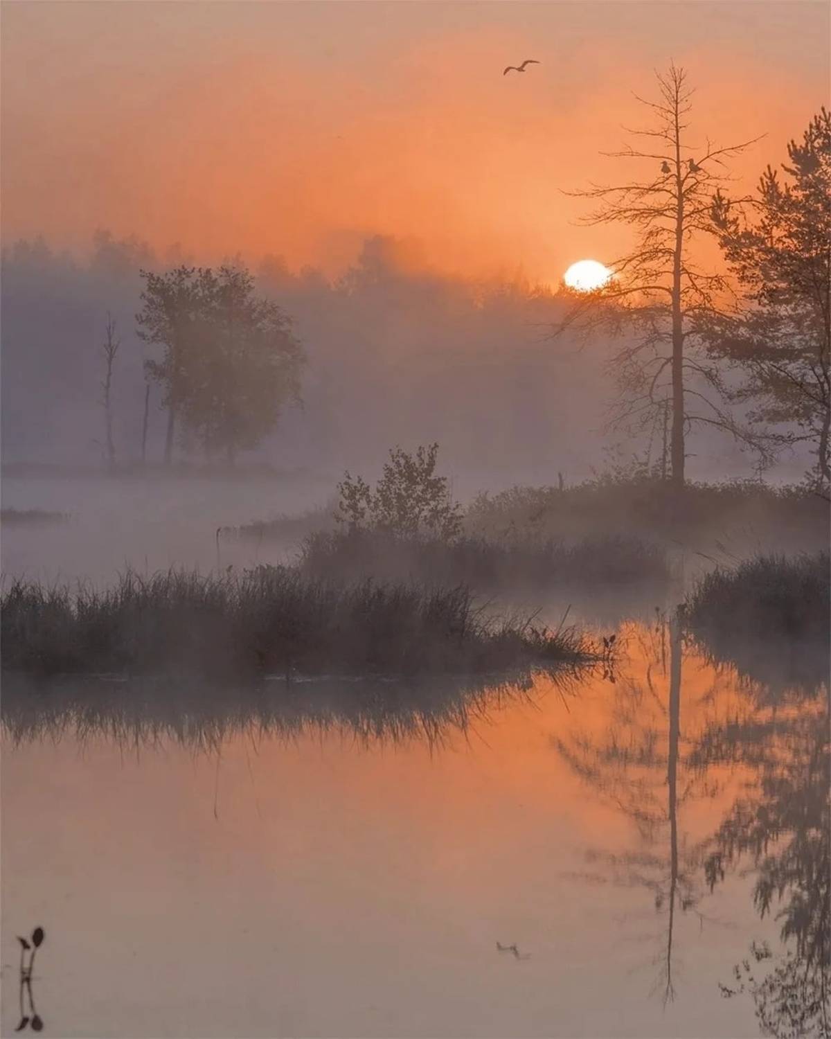 Птичник. Автор: Петр Косых , Петр Косых