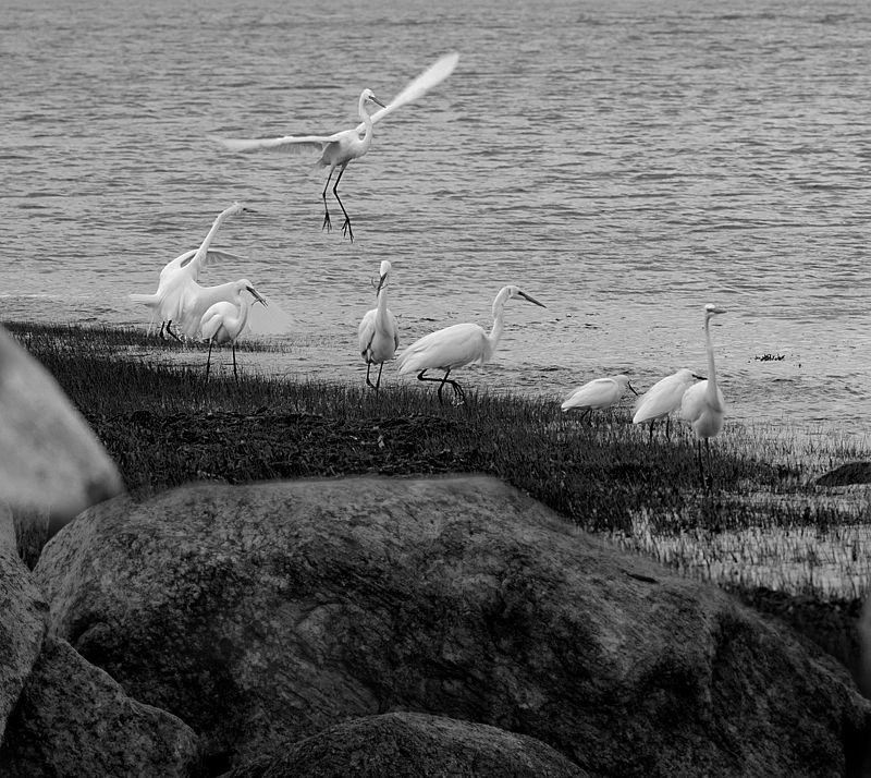 перспектива у воды Семья перелетнаяphoto preview