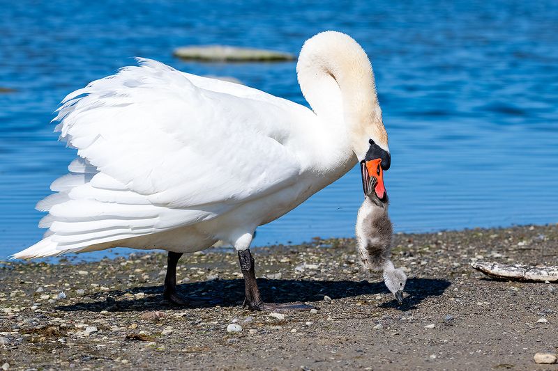 Соседские спорыphoto preview