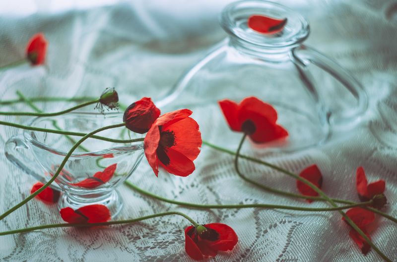маки, цветы, стекло, стеклянная посуда, боке Маки фото превью