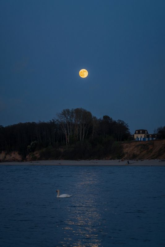 балтийское_море, ночь, луна, лебедь *photo preview