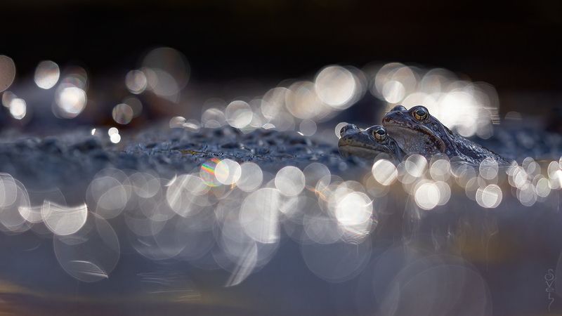 лягушка среди мерцающих огнейphoto preview