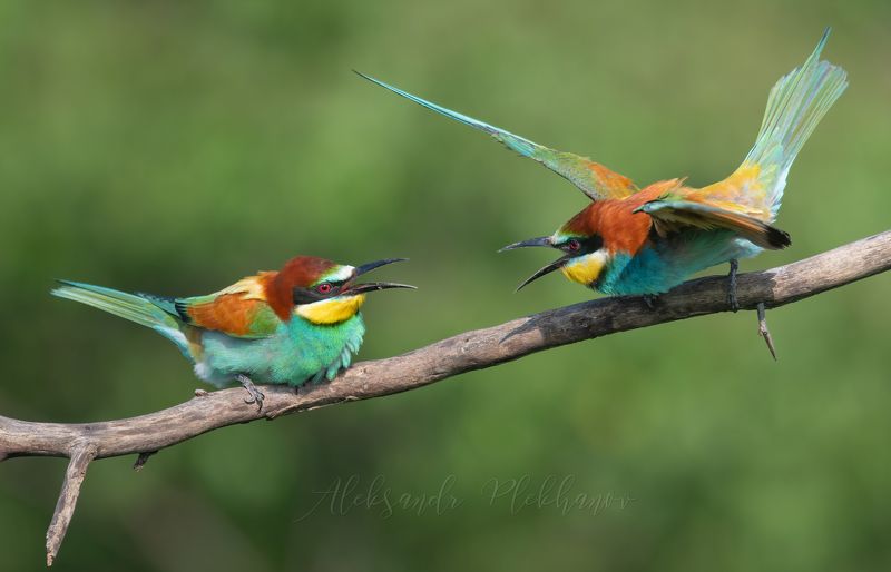 птицы , щурки_золотистые , драка , доминирование , момент , баталия, безладица, грызня, дрязги, кляуза, контр, контры, конфликт, недоразумение, нелады, неполадка, несогласие, неурядица, перебранка, перепалка, переругивание Разборкиphoto preview