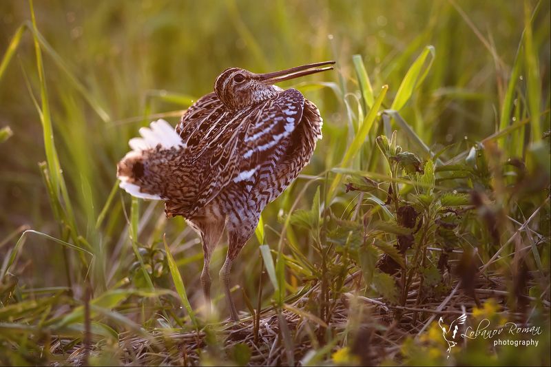 В закатном свете ...photo preview