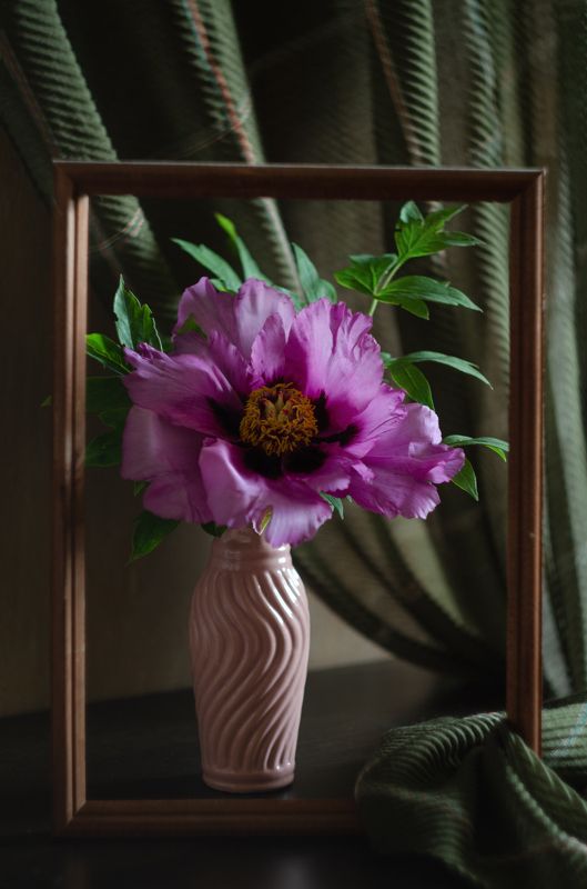 пион  фото превью