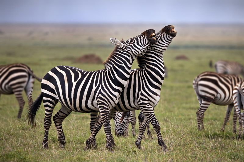 Вместе весело шагать по просторам...photo preview