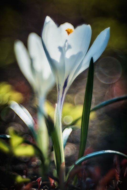 Первые цветы.photo preview