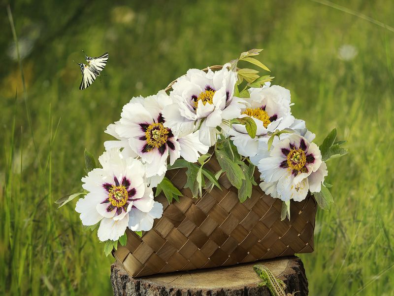 натюрморт, цветы, лужайка, букет, древовидные пионы Ах, лето, лето!photo preview