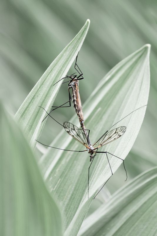 crane fly, tipulidae, macro, close up, nature, matching, love Crane fly (Tipulidae)photo preview
