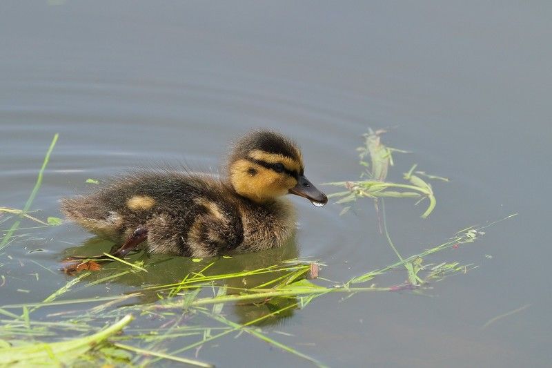 утенок утка кряква плавание Первое плавание фото превью