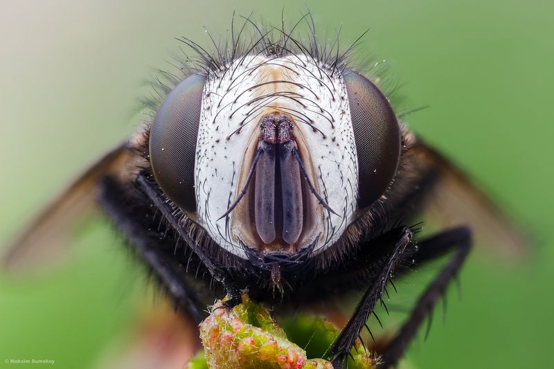 Портретикphoto preview