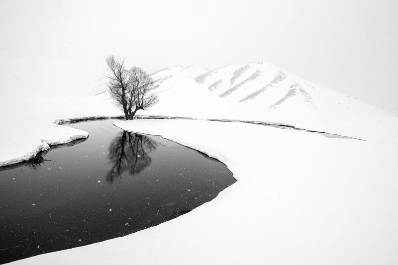 Winter and treesphoto preview