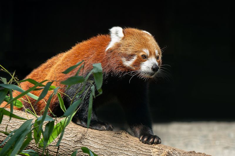 красная панда, кошачий медведь, животные, фауна Красная пандаphoto preview