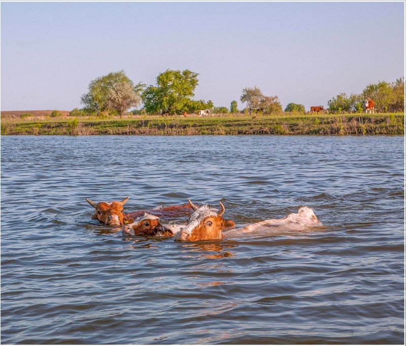 у села  камышово П О Л О В О Д Ь Еphoto preview