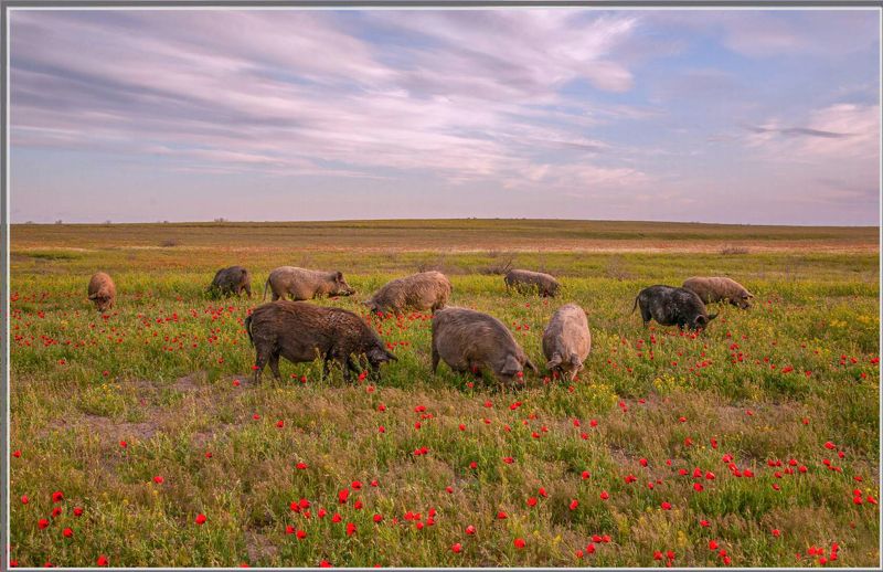 у села  камышово Э С Т Е Т Ыphoto preview