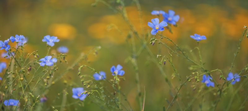 Цветущая степьphoto preview