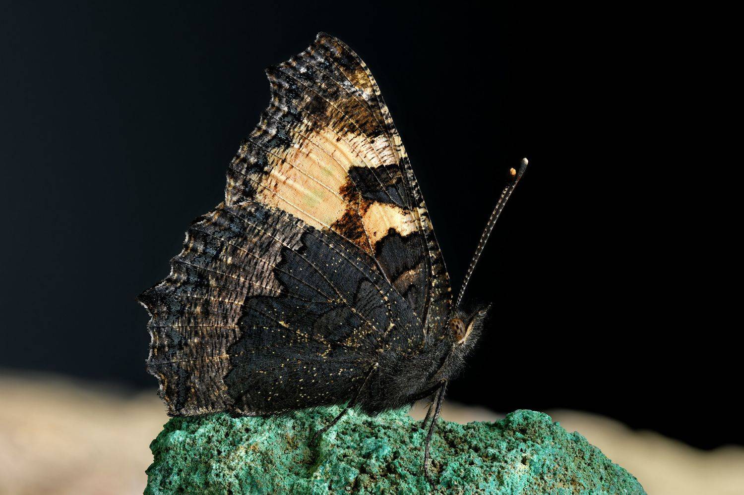 Aglais urticae. Автор: Антон Финевич , Антон Финевич