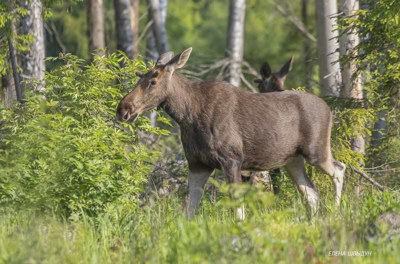 животные, природа, лось, фотоохота, elk, nature, animals Лосьphoto preview