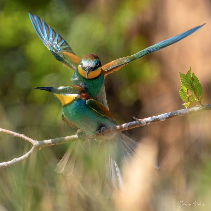 щурка, птицы, пернатые Золотистые щуркиphoto preview