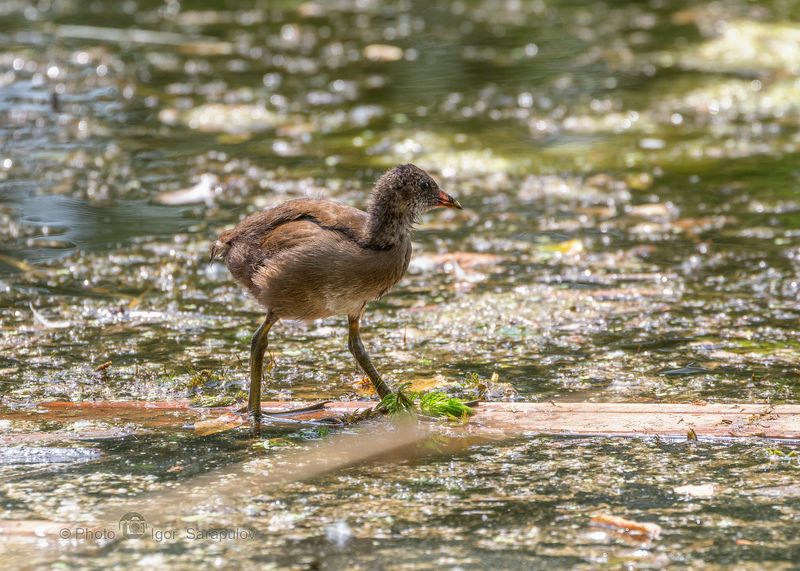 цыплёнок, фотоохота, фото птиц, сёрфинг, сапсёрфинг, пушистик, птица, птенец, ноги,  камышница, вейксёрфинг, вейкбординг, везёлка, болотная курочка, sup, l kwanon photo, gallinula chloropus, Сёрфинг от цыплёнка камышницы фото превью