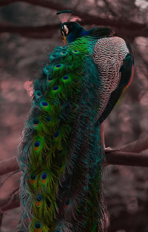peacock,bird,birds,nikon,wild,water,shadows,lake,pond,flowers,swan,colors,nikon,beauty,nature,animals,eyes,egret,songbird,jungle,white,wings,fly Peacockphoto preview