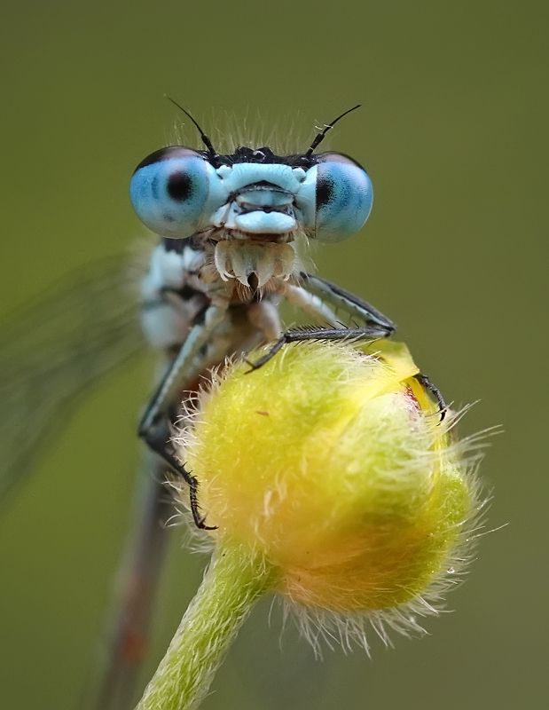 стрекоза, глаза, портрет, макро, лето Портреты.photo preview