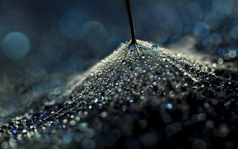 Blue, Bokeh, Dandelion, Dandelion seed, Droplets, Drops, Macro, Water drops -photo preview