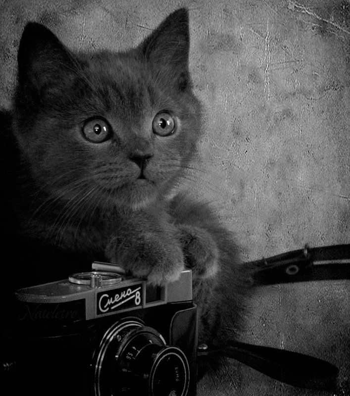 Ко Дню фотографа :)photo preview