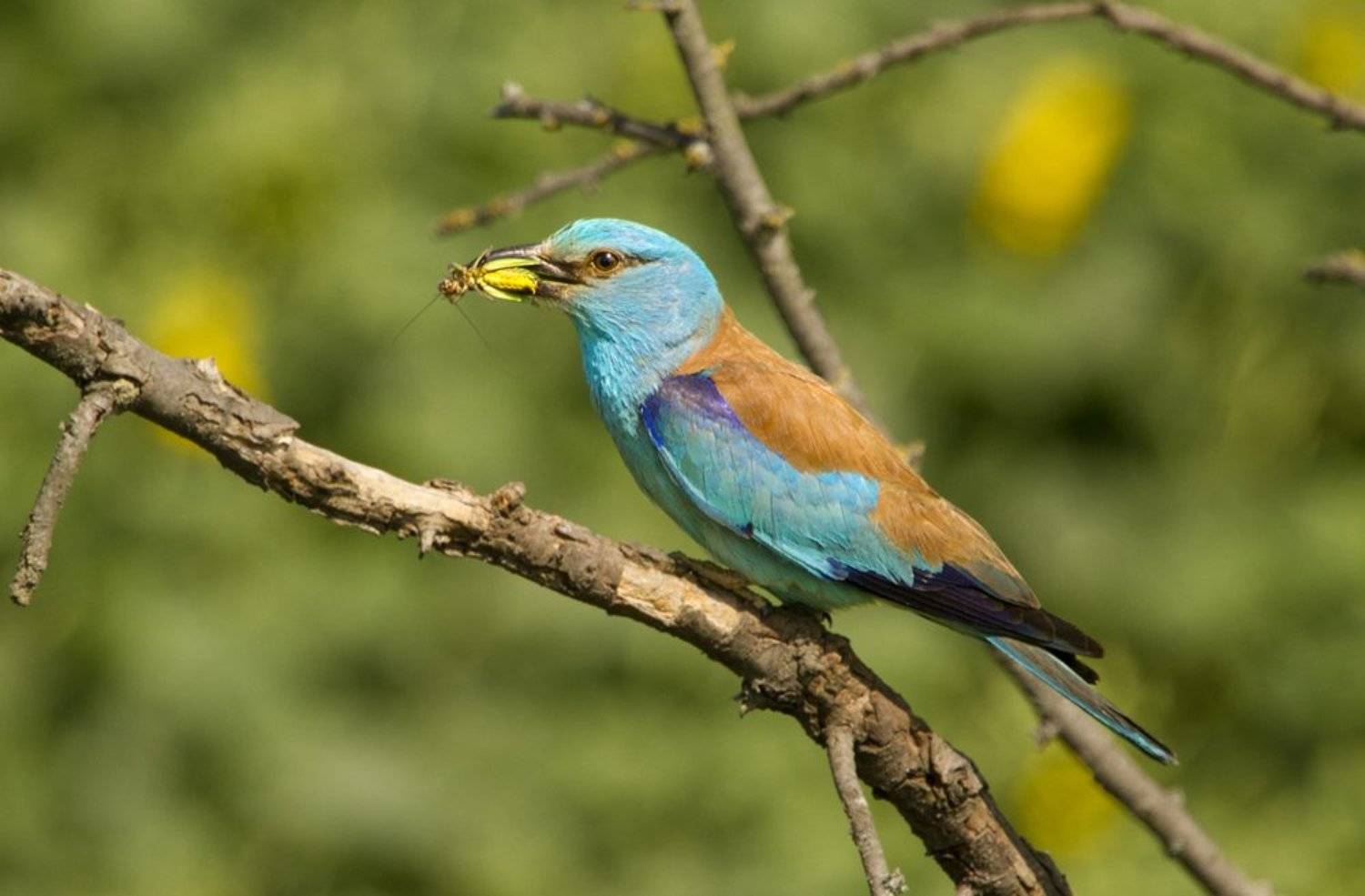 , Александр Гусар